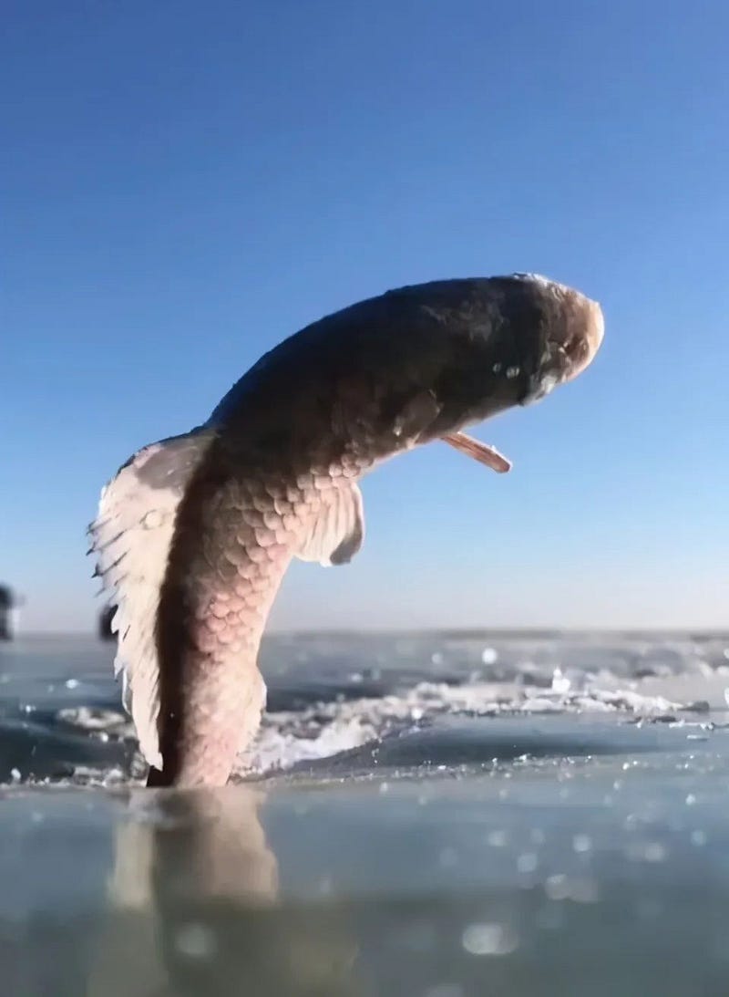 Fish caught in ice