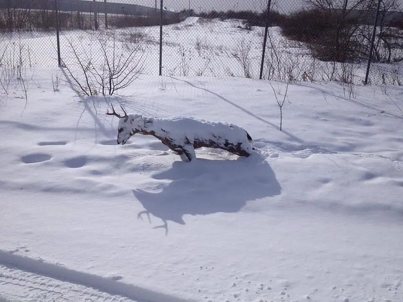 Deer frozen in snow