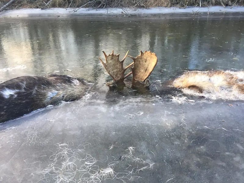 Locked antlers of the moose