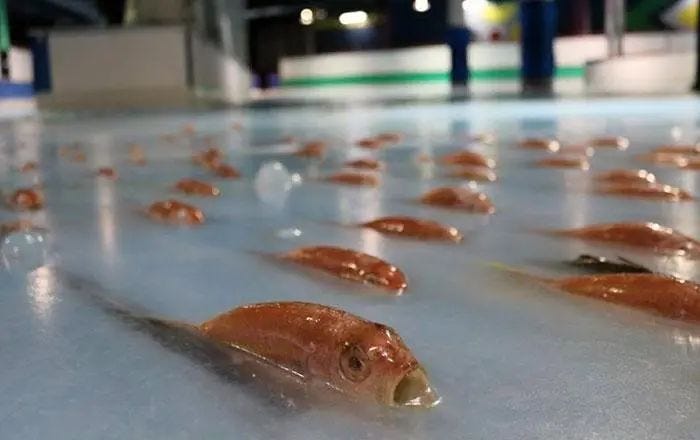 Fish frozen in Japanese ice rink