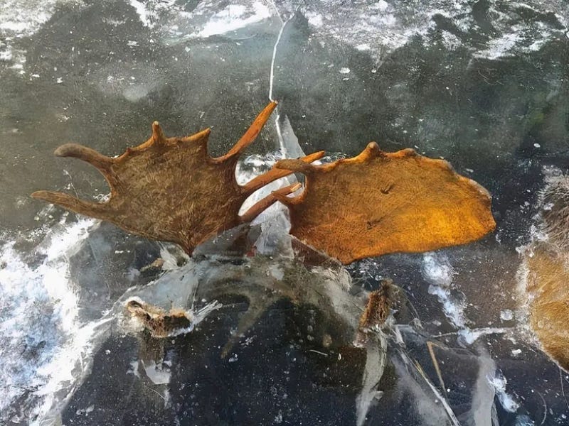 Frozen moose in the lake