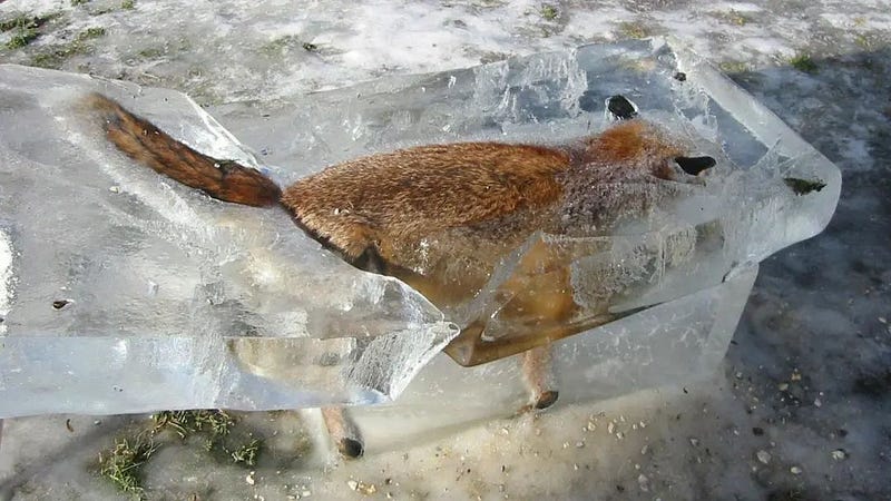 A fox frozen in the Danube River