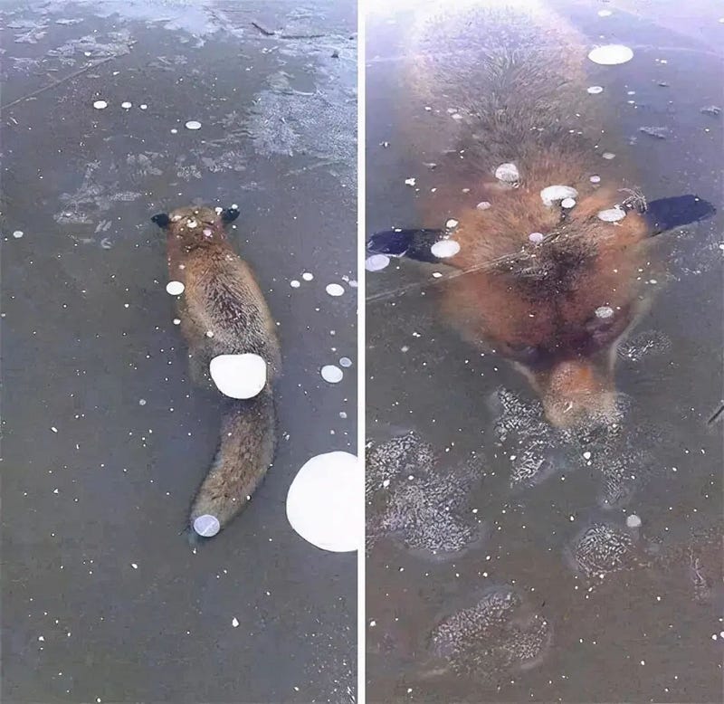 Glacier fox found in Sweden