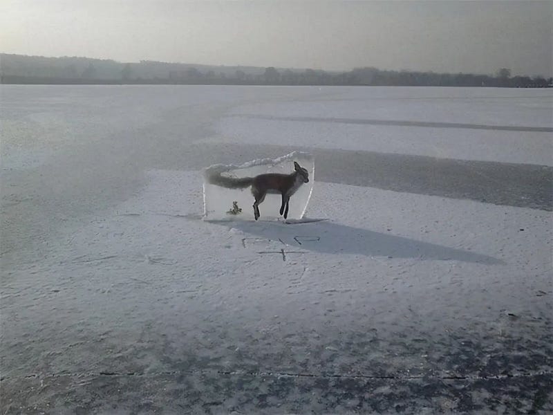 A warning about icy conditions using a frozen fox