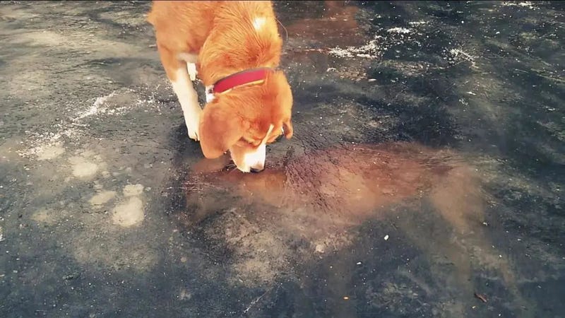 Animals navigating dangerous icy waters