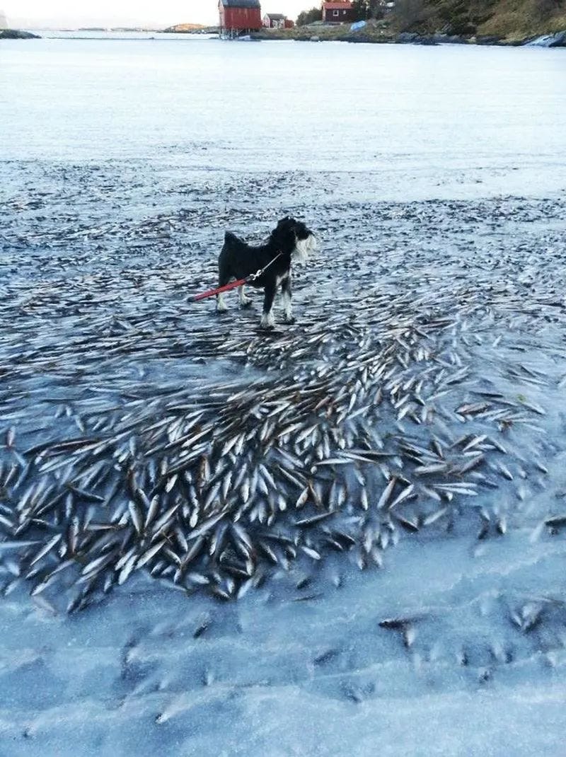 Frozen herrings in Norway