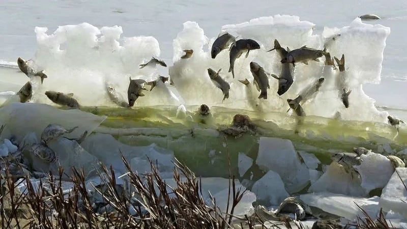 Fish frozen in an Andean lake