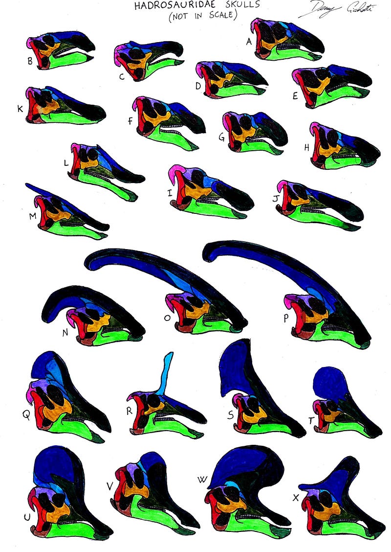 Skulls of various Hadrosaur species