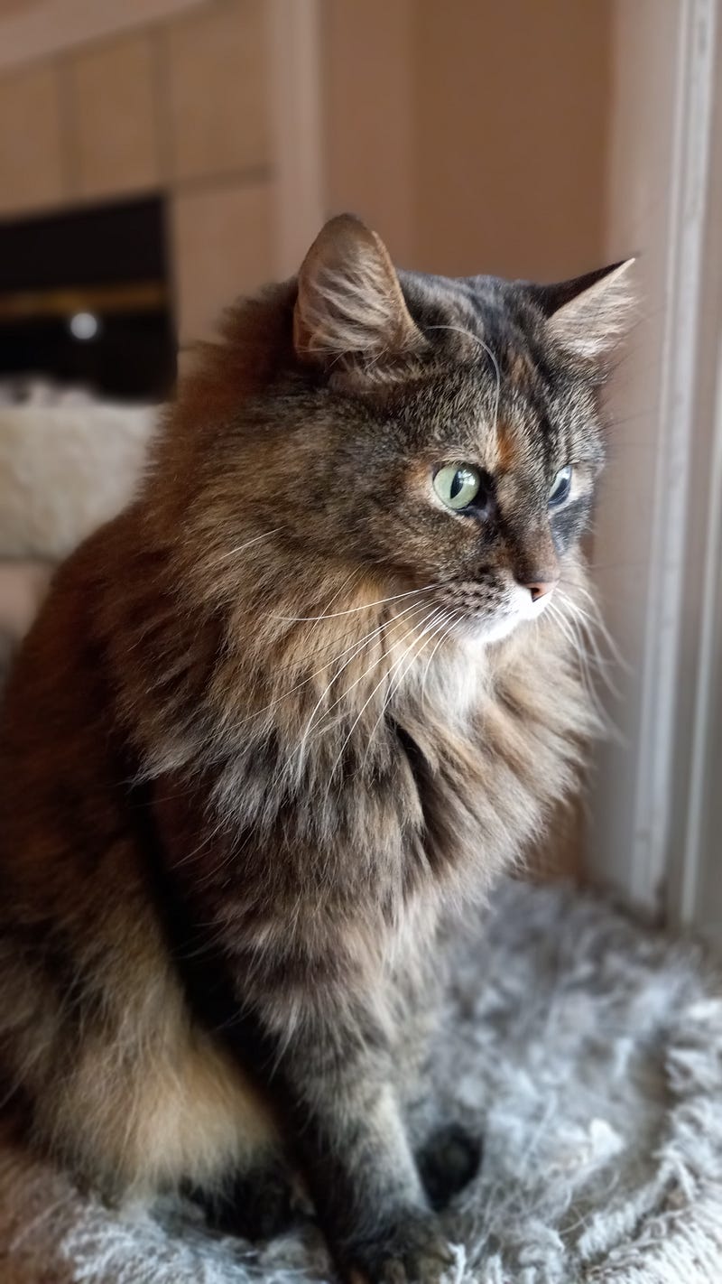 Hermione observing the eclipse from the window