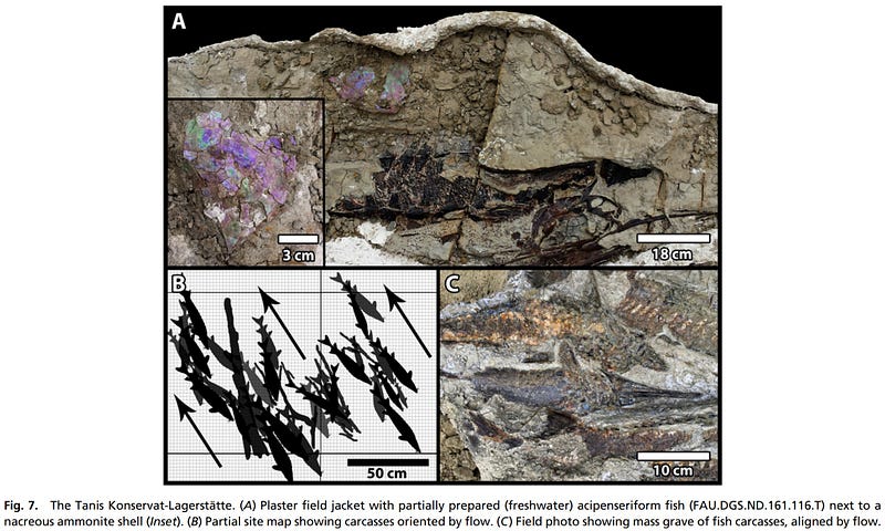 Fossil evidence from the Tanis site