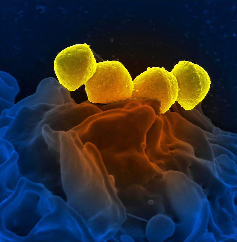 Bacteria interacting with human immune cells