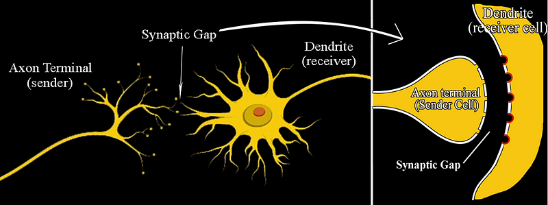 Diagram of serotonin neurotransmission.