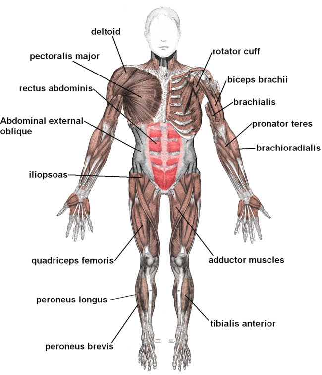 Skeletal muscle overview