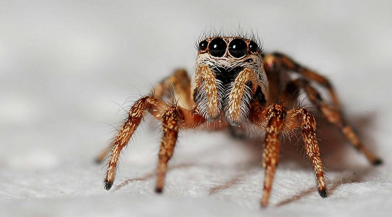 Fascinating Spider Facts