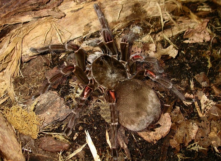 Goliath Birdeater Spider