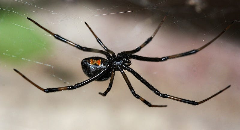 Latrodectus Hesperus