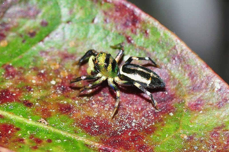 Cosmophasis Umbratica