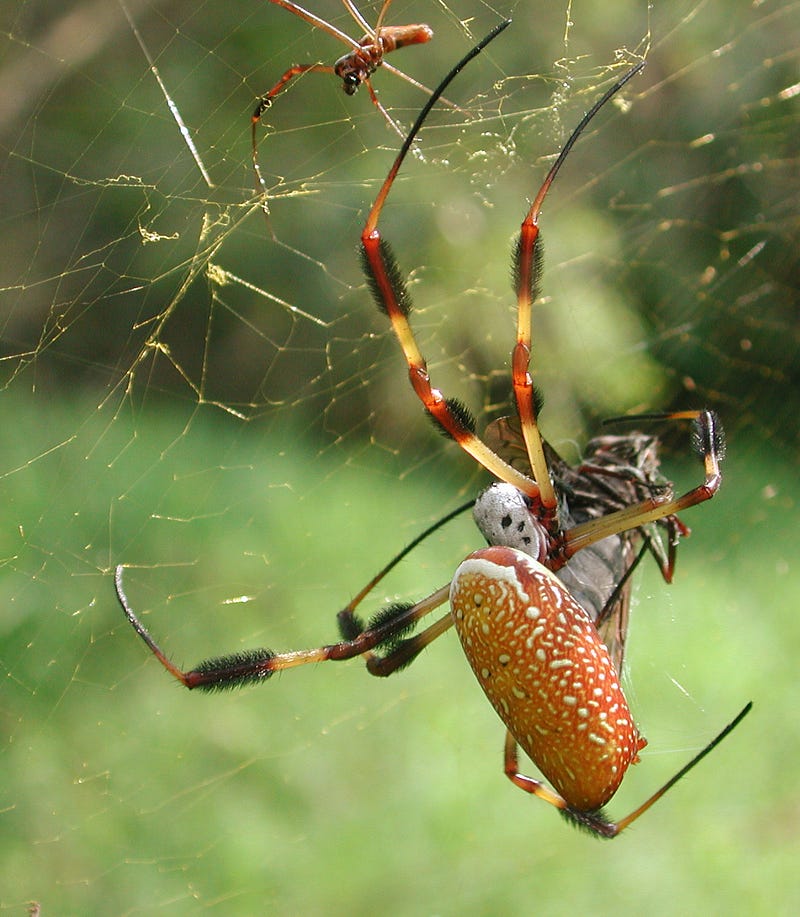 Nephila Clavipes